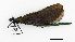  ( - NOaS14-2019_Odo0014)  @11 [ ] Copyright (2017) Natural History Museum Vienna Natural History Museum Vienna