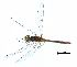  ( - NOaS164-2019_Odo0164)  @11 [ ] Copyright (2017) Natural History Museum Vienna Natural History Museum Vienna