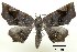  (Pangrapta obscurata - NIAES-LEPIDO 1692)  @14 [ ] CreativeCommons - Attribution (2018) Daisuke Watabiki & Shin-ichi Yoshimatsu National Agriculture and Food Research Organization, Institute for Agro-Environmental Sciences
