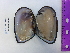  (Plectomerus - CCDB-ST02632)  @11 [ ] CreativeCommons - Attribution  CBG Photography Group Unspecified