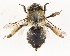  (Anthophora sp. 1 - MB1_APCUL)  @11 [ ] (by-nc-nd) (2025) Unspecified Università degli Studi Roma Tre
