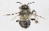  (Anthophora dispar - CA38_APCUL)  @11 [ ] (by-nc-nd) (2025) Unspecified Università degli Studi Roma Tre