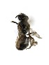  (Lasioglossum transitorium - CA42_APCUL)  @11 [ ] (by-nc-nd) (2025) Unspecified Università degli Studi Roma Tre