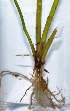  (Eleocharis kuroguwai - AQS_4)  @11 [ ] Copyright (2013) PHCDBS Paul Hebert Center for DNA Barcoding and Biodiversity Studies