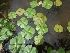  ( - AQU_2)  @11 [ ] Copyright (2013) PHCDBS Paul Hebert Center for DNA Barcoding and Biodiversity Studies