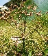  (Cyperus erythrorhizos - AQN_16)  @11 [ ] Copyright (2014) PHCDBS Paul Hebert Centre For DNA Barcoding And Biodiversity Studies