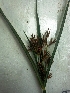 ( - AQ173)  @11 [ ] Copyright (2014) PHCDBS Paul Hebert Centre For DNA Barcoding And Biodiversity Studies
