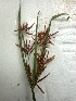  ( - AQ175)  @11 [ ] Copyright (2014) PHCDBS Paul Hebert Centre For DNA Barcoding And Biodiversity Studies