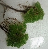  ( - AQ178)  @11 [ ] Copyright (2014) PHCDBS Paul Hebert Centre For DNA Barcoding And Biodiversity Studies