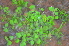  (Eriocaulon aquaticum - AW_4)  @11 [ ] Copyright (2013) PHCDBS Paul Hebert Center for DNA Barcoding and Biodiversity Studies