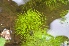 (Limnophila indica - AW_7)  @11 [ ] Copyright (2014) PHCDBS Paul Hebert Centre For DNA Barcoding And Biodiversity Studies