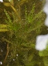  (Najas marina - AW_17)  @11 [ ] Copyright (2013) PHCDBS Paul Hebert Center for DNA Barcoding and Biodiversity Studies