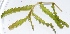  (Potamogeton crispus - AQN_11)  @11 [ ] Copyright (2013) PHCDBS Paul Hebert Center for DNA Barcoding and Biodiversity Studies