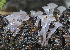  (Ombrophila - SNMM20_10)  @11 [ ] CreativeCommons  Attribution Non-Commercial Share-Alike (2019) Adam Polhorsky Slovak National Museum-Natural History Museum