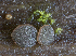  (Ascocoryne lilacina - SNMM22_4)  @11 [ ] by-nc-sa (2019) A. Polhorsky Slovak National Museum-Natural History Museum
