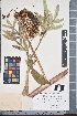  (Ferula tadshikorum - Fer06)  @11 [ ] Copyright (2021) Unspecified Institute of Botany, Academy of Sciences of Uzbekistan