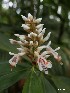  (Alpinia murdochii - AMUR1)  @11 [ ] CreativeCommons - Attribution Non-Commercial No Derivatives (2020) Unspecified University of Nottingham, Malaysia Campus