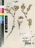  (Schizoglossum hilliardiae - AN2069)  @11 [ ] No Rights Reserved  Unspecified Unspecified