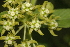  (Schizoglossum cordifolium - AS120)  @11 [ ] No Rights Reserved  Unspecified Unspecified