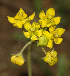  (Aspidonepsis diploglossa - AS122 .1)  @11 [ ] No Rights Reserved  Unspecified Unspecified