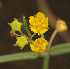  ( - AS142)  @11 [ ] No Rights Reserved  Unspecified Unspecified