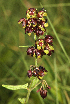 (Schizoglossum hamatum - AS52.1)  @11 [ ] No Rights Reserved  Unspecified Unspecified
