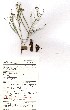  ( - GNZ604)  @11 [ ] No Rights Reserved  Unspecified Unspecified