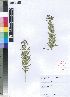  (Schizoglossum bidens subsp galpinii - HMS803)  @11 [ ] No Rights Reserved  Unspecified Unspecified