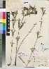  (Schizoglossum stenoglossum subsp latifolium - JPHA1126)  @11 [ ] No Rights Reserved  Unspecified Unspecified