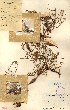  (Schizoglossum eustegioides - JPHA21859)  @11 [ ] No Rights Reserved  Unspecified Unspecified