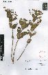  ( - Jacobsengh6347)  @11 [ ] No Rights Reserved  Unspecified Unspecified
