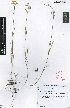  ( - LEM39)  @11 [ ] No Rights Reserved  Unspecified Unspecified