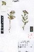  (Schizoglossum sp - LEM58)  @11 [ ] No Rights Reserved  Unspecified Unspecified