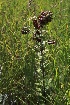 ( - MG137)  @11 [ ] No Rights Reserved  Unspecified Unspecified