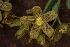  ( - MG216)  @11 [ ] No Rights Reserved  Unspecified Unspecified
