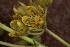  ( - MG218)  @11 [ ] No Rights Reserved  Unspecified Unspecified