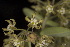  ( - MG245)  @11 [ ] No Rights Reserved  Unspecified Unspecified
