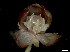  ( - MG300)  @11 [ ] No Rights Reserved  Unspecified Unspecified