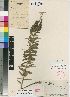  (Schizoglossum bidens subsp productum - Meuse9850)  @11 [ ] No Rights Reserved  Unspecified Unspecified