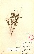  (Schizoglossum garcianum - NZ_sn_PRE345529)  @11 [ ] No Rights Reserved  Unspecified Unspecified