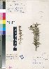  (Schizoglossum peglerae - RGS7312)  @11 [ ] No Rights Reserved  Unspecified Unspecified