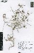  (Asclepias brevipes - SPB07241)  @11 [ ] No Rights Reserved  Unspecified Unspecified