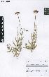  (Asclepias fallax - SPB07281)  @11 [ ] No Rights Reserved  Unspecified Unspecified