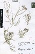 (Asclepias gibba var. gibba - SPB07347)  @11 [ ] No Rights Reserved  Unspecified Unspecified
