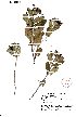  (Schizoglossum sp. Batervoetpad - SPB07446)  @11 [ ] No Rights Reserved  Unspecified Unspecified
