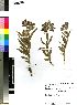  (Asclepias cultriformis - SPB07452)  @11 [ ] No Rights Reserved  Unspecified Unspecified