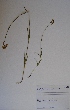 (Aspidonepsis flava - SPB07490)  @11 [ ] No Rights Reserved  Unspecified Unspecified