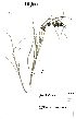  (Schizoglossum periglossoides - SPB08286)  @11 [ ] No Rights Reserved  Unspecified Unspecified