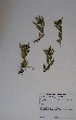  (Schizoglossum nitidum - SPB11271)  @11 [ ] No Rights Reserved  Unspecified Unspecified