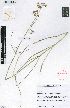  (Asclepias sp. nov - SPB11337)  @11 [ ] No Rights Reserved  Unspecified Unspecified